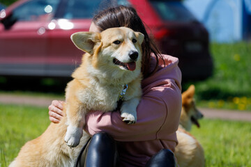 Poster - Russia. Vyborg 05.20.2021 woman with dog breed Corgi in nature at dog show