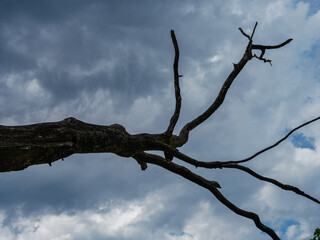 abstract tree branches against blue sky with blur background