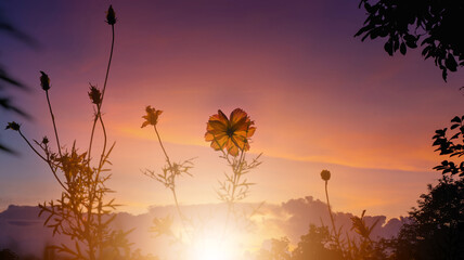 Wall Mural - Rainbow Cosmos flowers in the garden, with beatiful sunset background