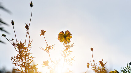 Wall Mural - Rainbow Cosmos flowers in the garden
