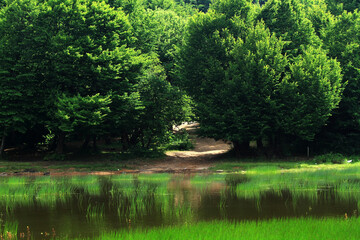 Wall Mural - lake in the park