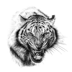 Wall Mural - Hand drawn angry tiger portrait, sketch graphics monochrome illustration on white background