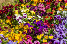 Beautiful Garden Full Of Colorful Pansies On A Bright, Sunny Spring Day
