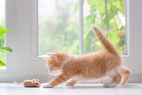 Fototapeta Motyle - Red kitten playing with a toy mouse