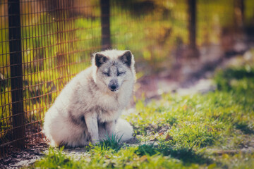 Sticker - Arctic fox resting in the reserve in early summer