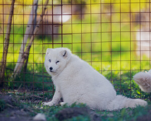 Canvas Print - Arctic fox resting in the reserve in early summer