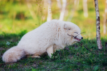 Canvas Print - Arctic fox gnaws a stick in early summer