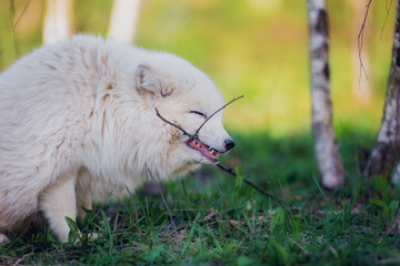 Poster - Arctic fox gnaws a stick in early summer