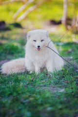 Wall Mural - Arctic fox gnaws a stick in early summer