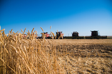 Golden wheat field and sunny day