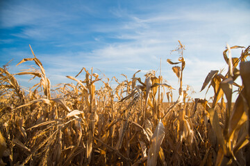 Corn in the field