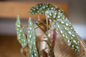 Begonia Maculata Polka dot plant macro