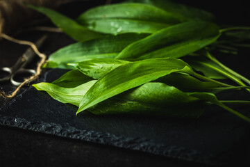 Sticker - Green ramsons leaves. Wild garlic.