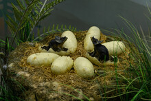 Dinosaur Eggs With New Born Reptiles, Prehistoric Scene Photo, Museum Display