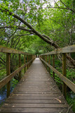 Fototapeta Dziecięca - Wood bridge walkway in a wild forest. Trees over the platform. Vertical
