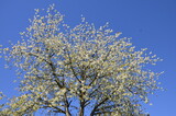 Blossoming cherry tree, Prunus avium, in spring
