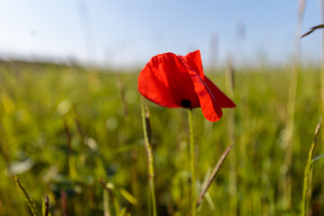 Wall Mural - Red poppy in the field