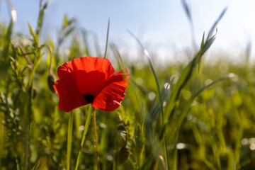 Wall Mural - Red poppy in the field