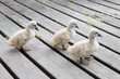 Three baby swans taking their first steps in the same direction