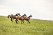 Three yearling horses running in a pasture with a white sky.
