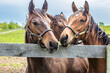 Three yearling horses in a group looking over a board fence.