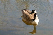 Canada Goose Swimming With Reflection In Water