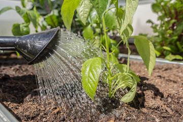 Pouring young plants in a greenhouse