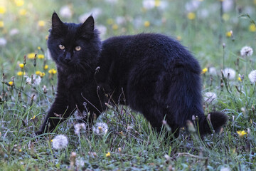 Canvas Print - Portrait of an adorable black cat standing in the field with dandelions