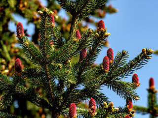 Wall Mural - beautiful blooming red pine cones on the branches of a blue spruce