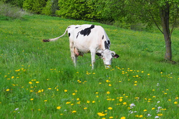 adult cow grazes in the summer on the eastern green meadow