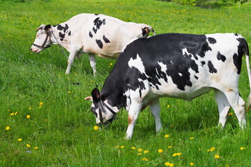 adult cow grazes in the summer on the eastern green meadow