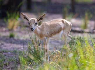 Wall Mural - Young Sand Gazelle calf in wildlife conservation park, Abu Dhabi, United Arab Emirates