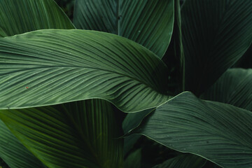 Canvas Print - green leaves natural background