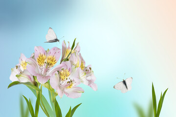 Wall Mural - An pink lily on a blurry soft blue-green background. a white butterfly flies over a beautiful flower in the early morning.Spring pattern, a magical composition