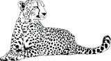 Fototapeta Konie - running Cheetah hand-drawn with ink on white background logo tattoo