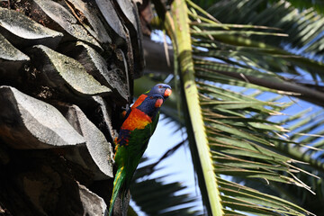 Two rainbow lorikeets close beside each other on a palm tree, looking out to the distance