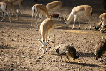 Wall Mural - Herd of Sand Gazelles feeding in a wildlife conservation park in Abu Dhabi, United Arab Emirates