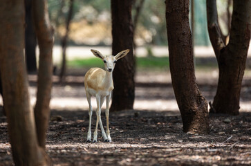 Wall Mural - Young Sand Gazelle calf in wildlife conservation park, Abu Dhabi, United Arab Emirates
