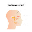 Trigeminal neuralgia chronic pain of facial TMD injury ophthalmic maxillary mandibular sensation. Trigeminal nerve anatomy.