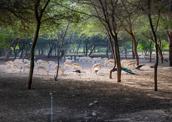 Wall Mural - Herd of Sand Gazelles feeding in a wildlife conservation park in Abu Dhabi, United Arab Emirates