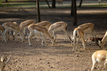 Wall Mural - Herd of Sand Gazelles feeding in a wildlife conservation park in Abu Dhabi, United Arab Emirates