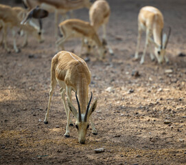 Wall Mural - Young Sand Gazelle calf in wildlife conservation park, Abu Dhabi, United Arab Emirates