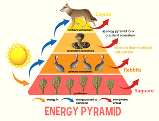 Poster - Science simplified ecological pyramid