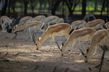 Wall Mural - Herd of Sand Gazelles feeding in a wildlife conservation park in Abu Dhabi, United Arab Emirates