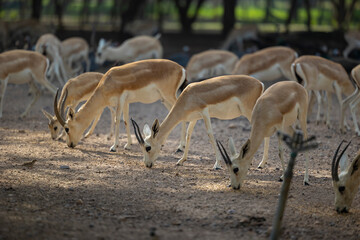 Wall Mural - Herd of Sand Gazelles feeding in a wildlife conservation park in Abu Dhabi, United Arab Emirates