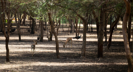 Wall Mural - Herd of Sand Gazelles feeding in a wildlife conservation park in Abu Dhabi, United Arab Emirates
