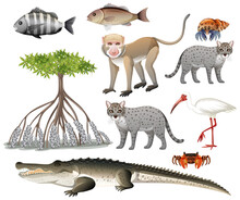 Set Of Various Mangrove Animals Isolated