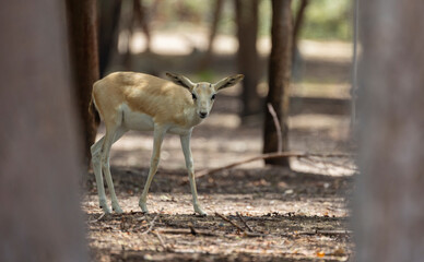 Wall Mural - Young Sand Gazelle calf in wildlife conservation park, Abu Dhabi, United Arab Emirates