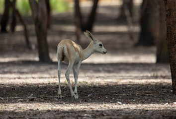 Wall Mural - Young Sand Gazelle calf in wildlife conservation park, Abu Dhabi, United Arab Emirates