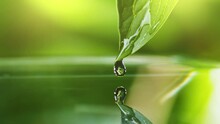 Slow Motion Shot Of Drop Of Water Falls From Green Leaf During Rain. Beautiful Bokeh Of Green Foliage On The Background. Cycle Of Water In Nature